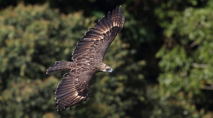 Philippine Eagle Center (2) Philippine Eagle Center