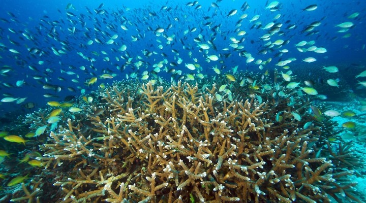 Buluan Island